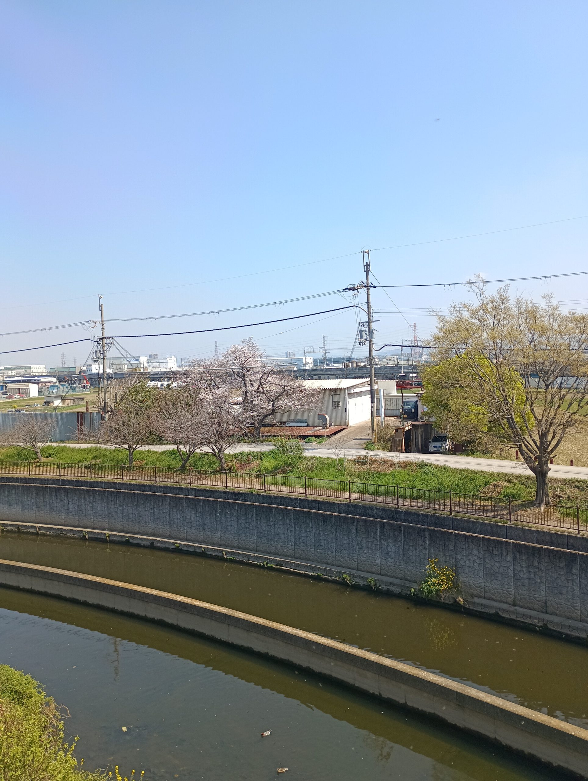 焼肉と誕生日と、時々桜